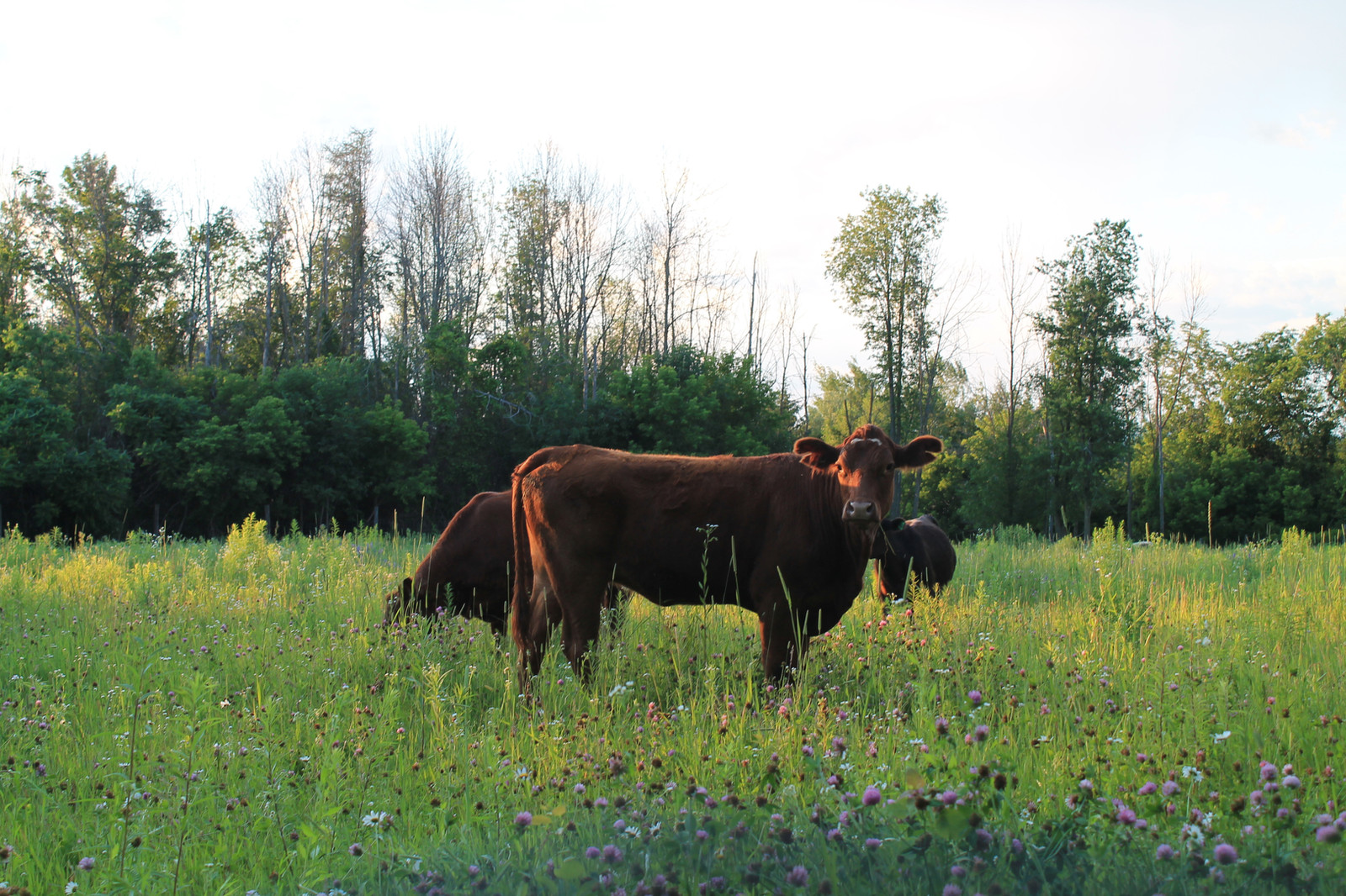 Les trois races élevées aux Verts Pâturages, Charolais, Angus noir et Angus rouge