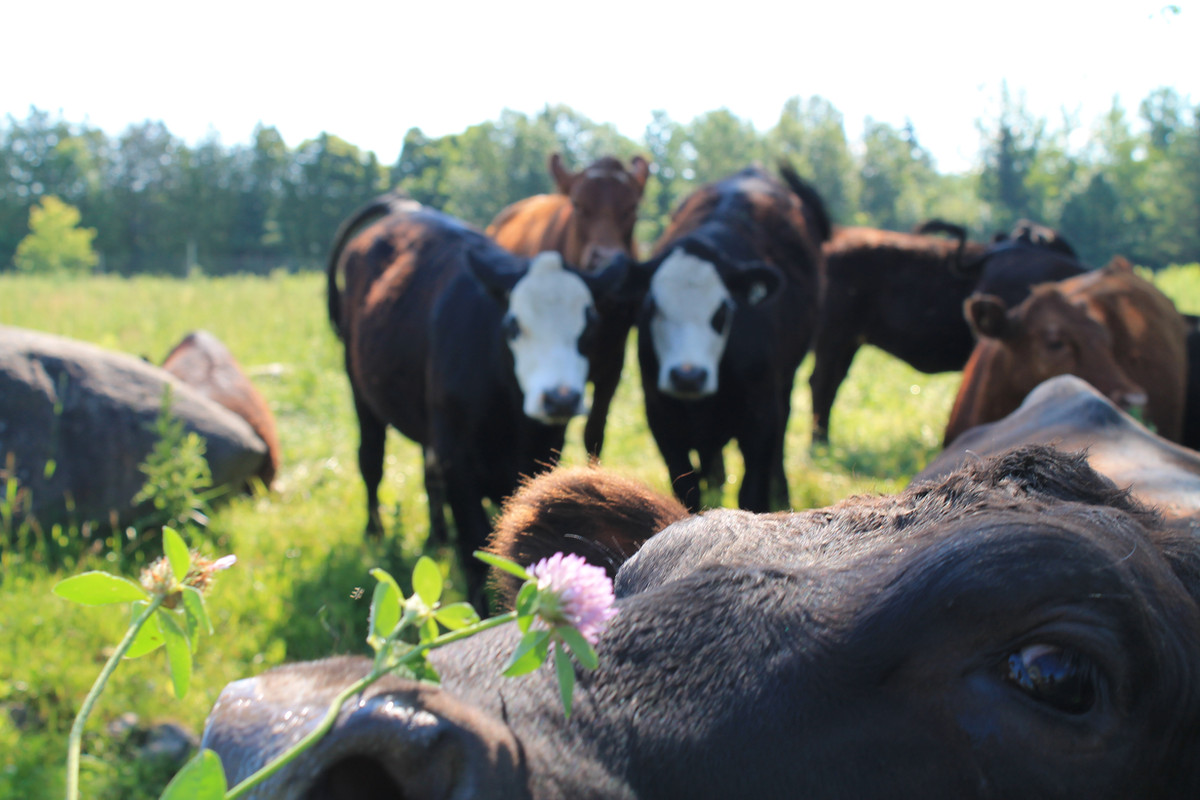 Vastes pâturages de la ferme familiale Les Verts Pâturages à Saint-André-d'Argenteuil