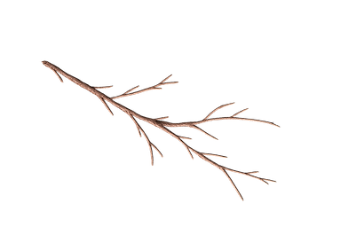 Vereister Zweig_edited.png