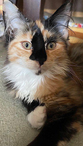 Patty, eine Maine Coon