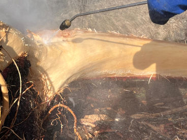 Holzbearbeitung per Hand, Freilegen des Stammes