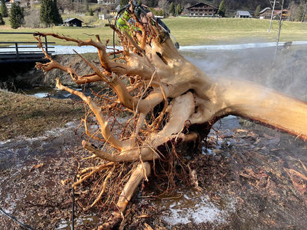 Die Grundlage für unsere Holzkunst