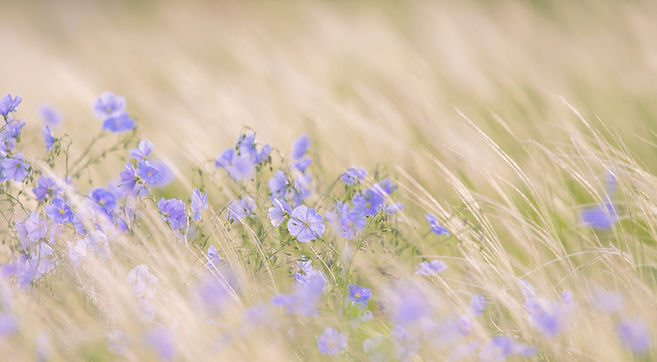 Flax Field for Sustainability Linen_edited.jpg