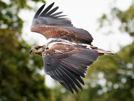 Affirmation: I’m An Eagle