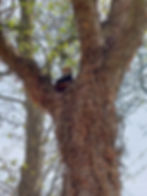 Photo of a Red Panda in a tree in Chester Zoo.