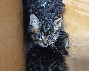 wet cat.jpg