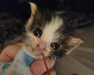 tiny.jpg