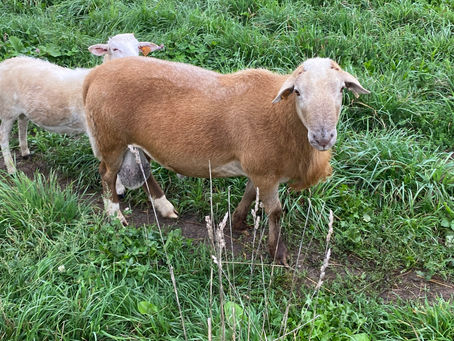 Hair Sheep are HOT right now! 