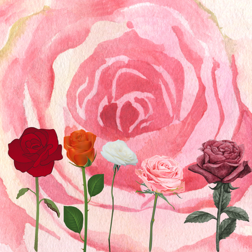 Beloved Rose Flower Essence Blend | Lawless Botanics