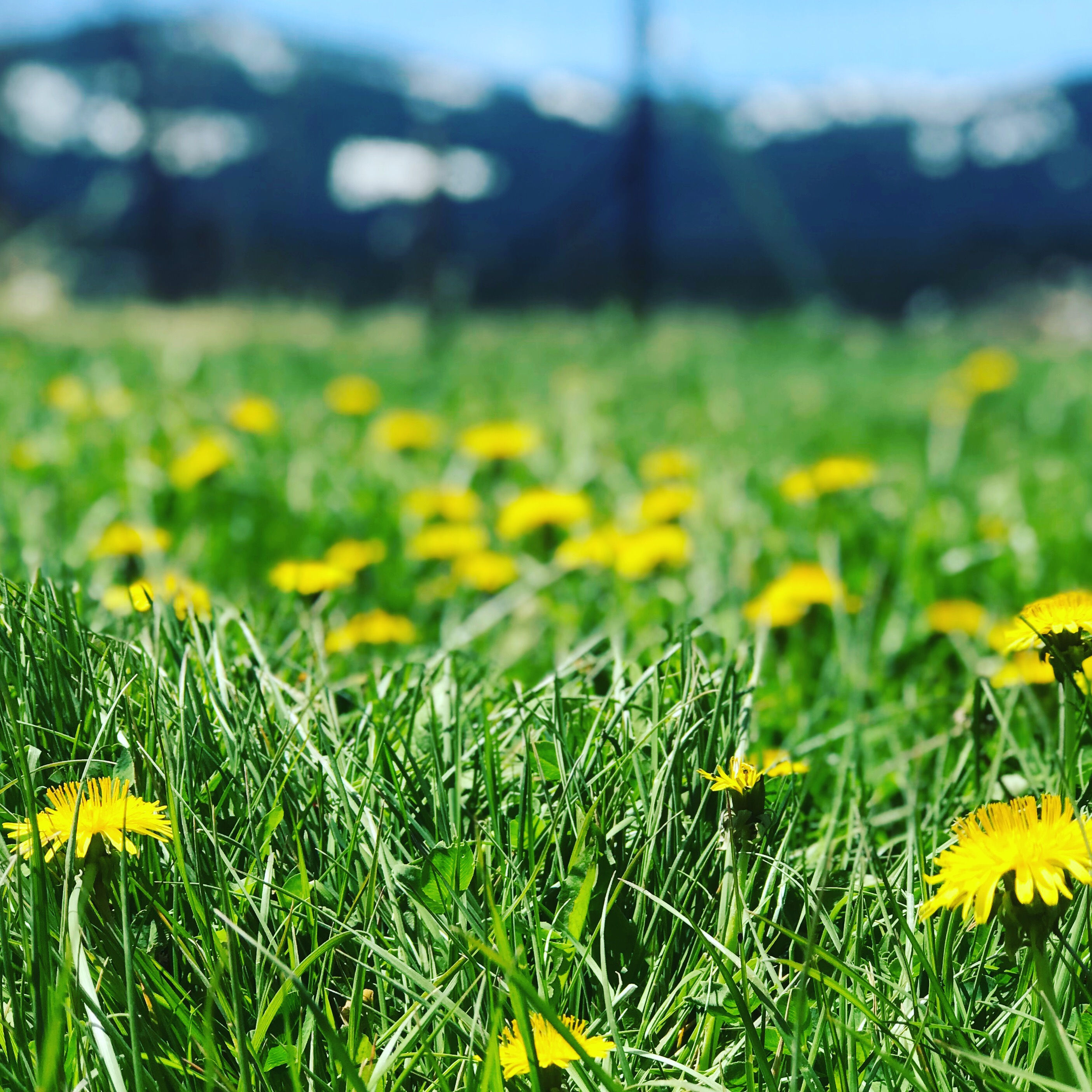 Dandelion Flower Essence