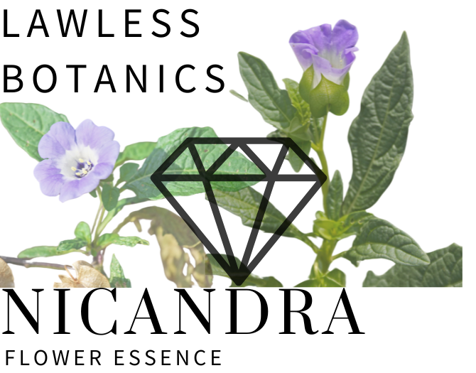 Thumbnail: Nicandra Flower Essence