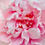 Thumbnail: Pink Peony Flower Essence
