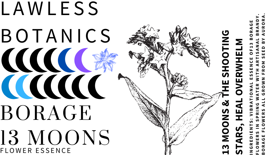 Thumbnail: Borage Flower Essence