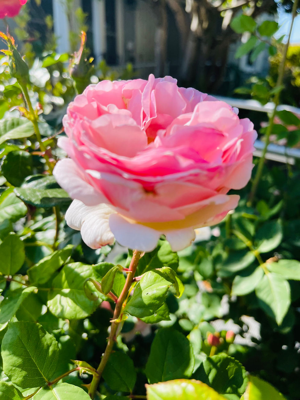 Thumbnail: Beloved Rose Flower Essence Blend