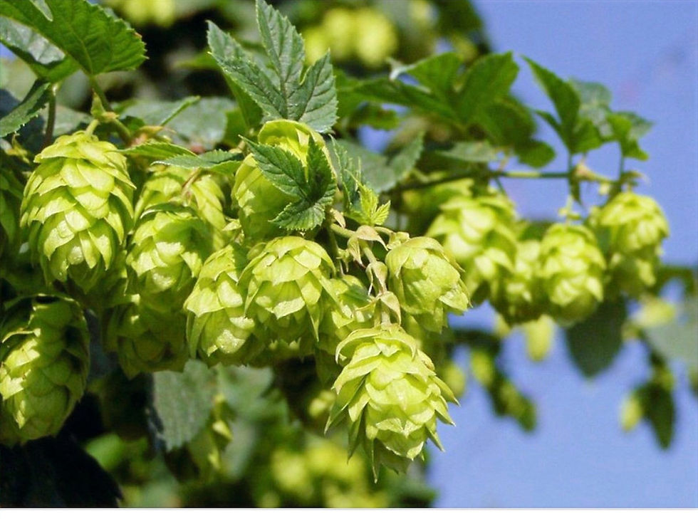 Thumbnail: Hops Flower Essence