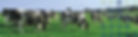 GP-banners-520x1920-dairy-and-milk.jpg