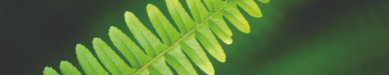 GP_FernLeaf_HiRes.JPG