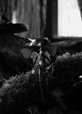 DSCF9421.jpg
