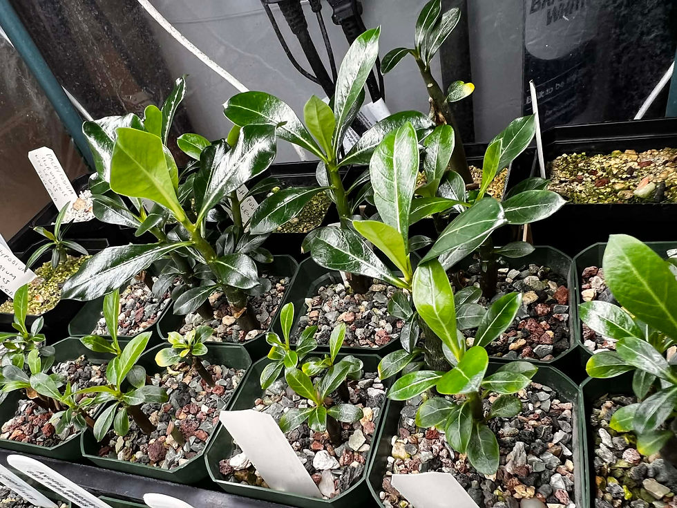 Monthly Meeting (Surrey location), Topic: Cacti & Succulents seed sowing