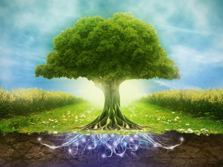 Магія рослин