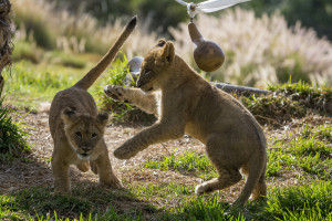 San Diego Zoo package.jpeg