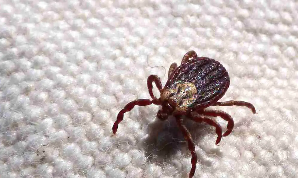 São Paulo registra 18 mortes por febre maculosa em 19 casos confirmados