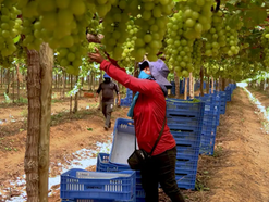 Exploração de trabalhadores rurais sustenta fruticultura bilionária