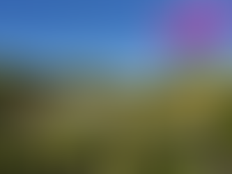 Inpe confirma redução de desmatamento na Amazônia e no Cerrado em 2024