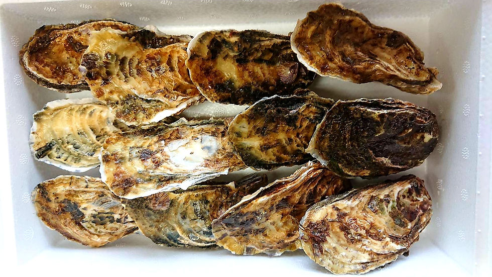 殻牡蠣