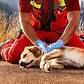 Dog CPR, First Aid, & Hiking