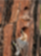 Picture1.png