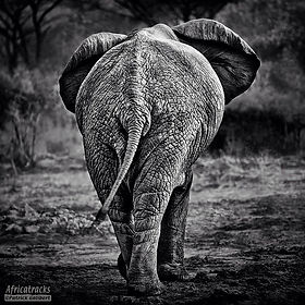 Copyright Patrick Galibert