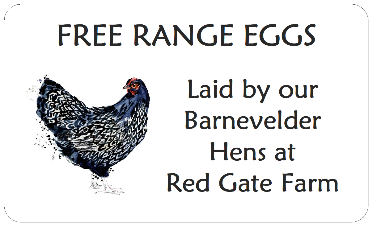 EGG BOX LABELS Barnevelder Chicken