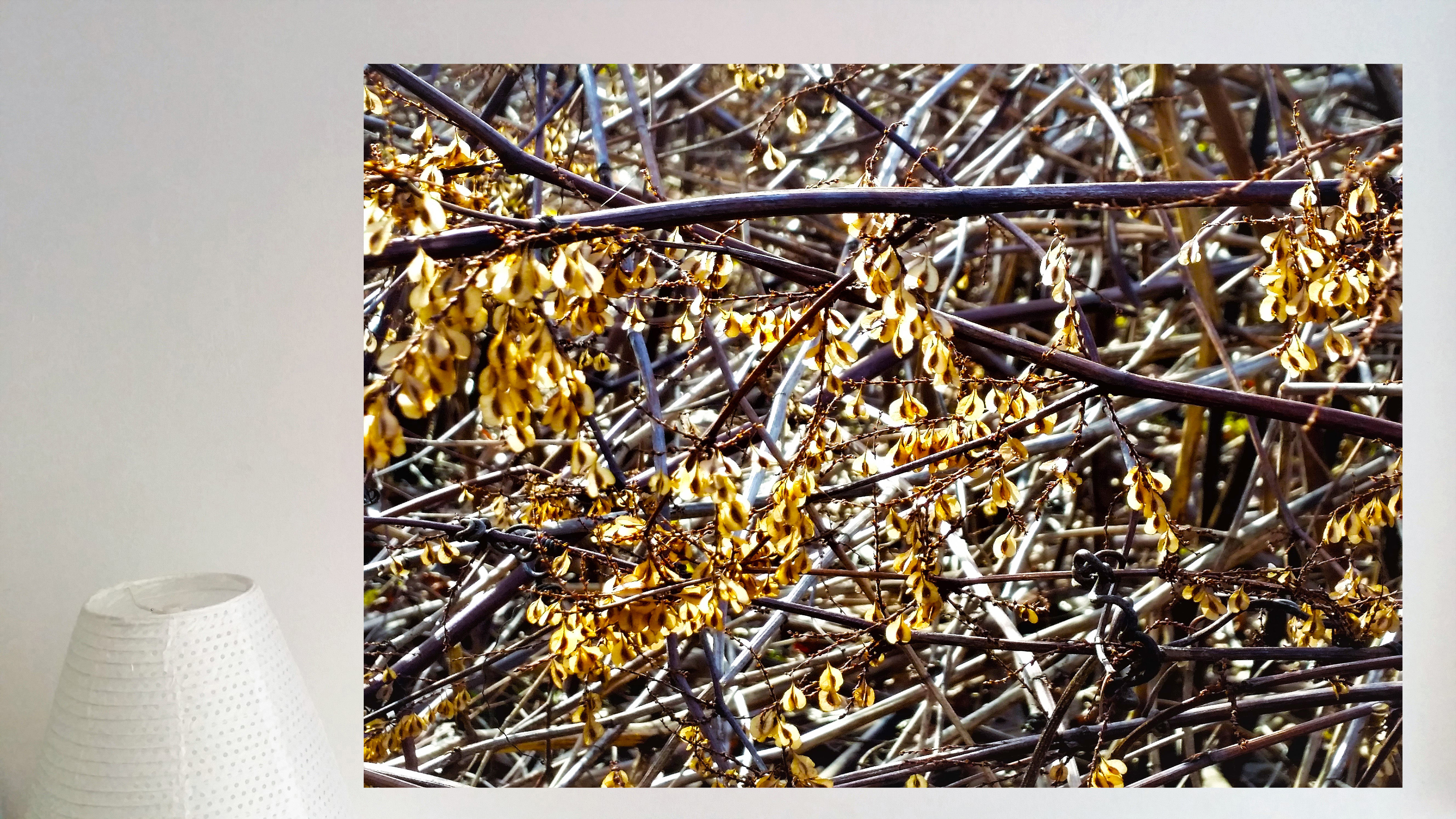 Tableau Graines Dorées collection NATURE 60 x 40 cm