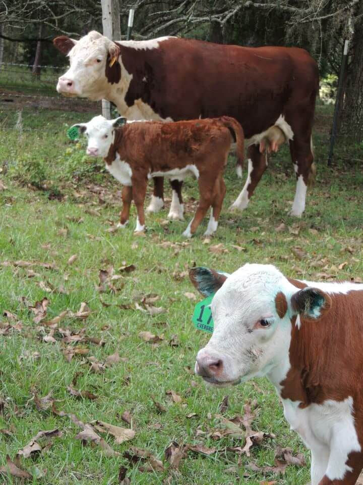 Fall Cow and calf herd