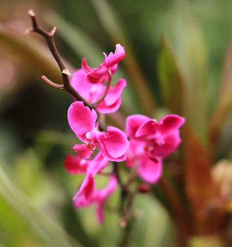 Pink Flower