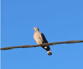 Pombo (Columba palumbus)