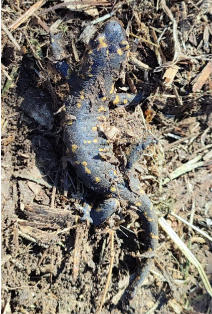 Píntega (Salamandra salamandra)