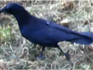 Corvo (Corvus corone)