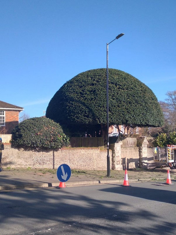 hedge cutting service