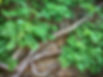 Tree on wall