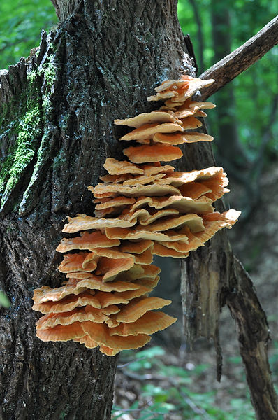 Fungus on bark