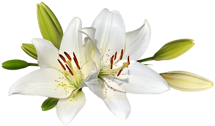 Easter Lily flowers