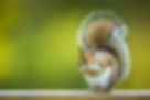Grey squirrel