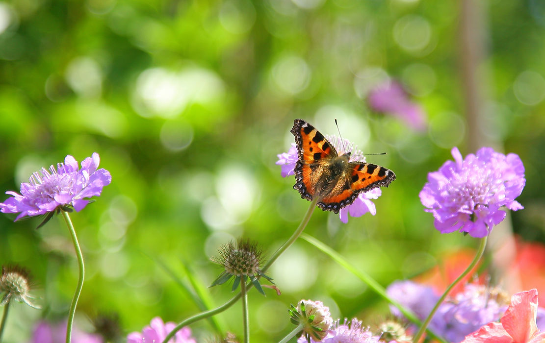 Butterfly in the grass