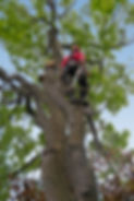 Tree surgery