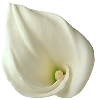 Calla lily