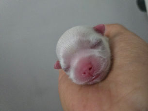 일산강아지교배 Little Paws