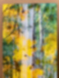 Thumbnail: Aspen Trees