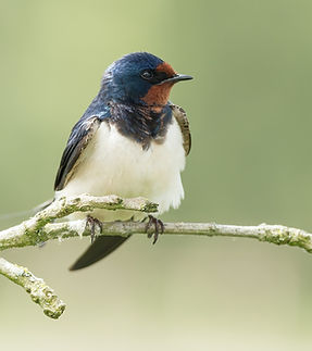Barn Swallow_edited_edited.jpg